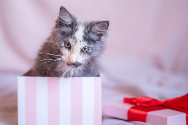 Carino soffice gattino Maine Coon si siede in una confezione regalo con un nastro rosso