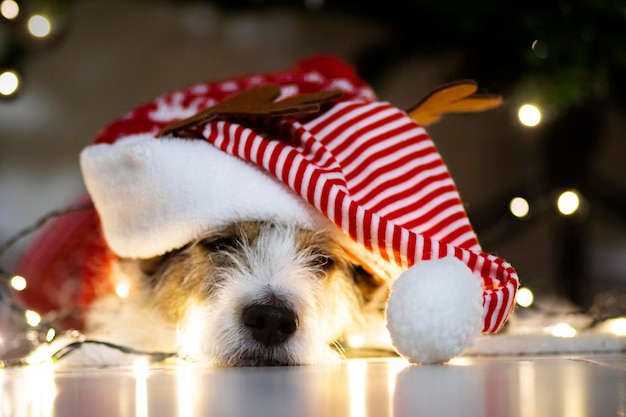 Carino triste terrier che dorme cane che riposa sul pavimento con ghirlanda di relax per natale indossando san...