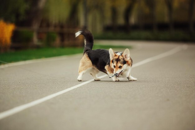 Carino Welsh Corgi cane all'aperto