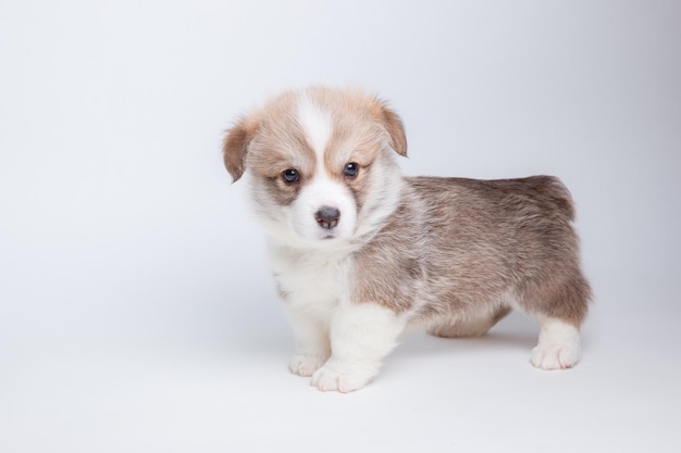 Carino Welsh Corgi cucciolo è isolato su uno sfondo bianco isolato carino animali domestici concetto