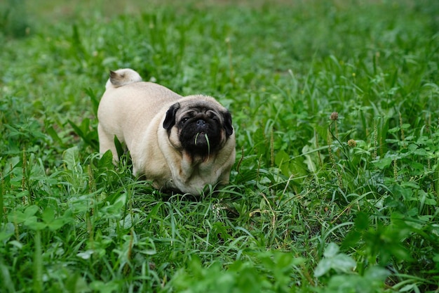 Carlino beige che mangia erba verde sulla passeggiata in estate