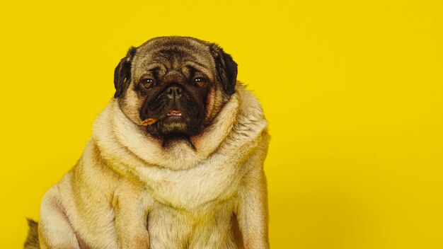 Carlino carino con prelibatezze per cani in bocca su sfondo giallo Carlino affascinante seduto su sfondo giallo in studio e guardando la telecamera