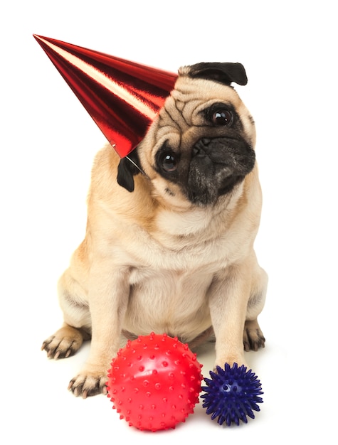 Carlino con cappello da festa