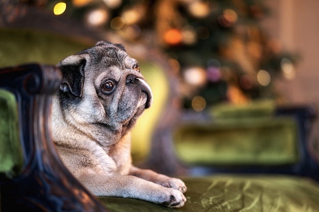 Carlino di natale che si siede sui precedenti di un albero di Natale decorato. Sfocato sullo sfondo con ghirlande di luci, palloncini