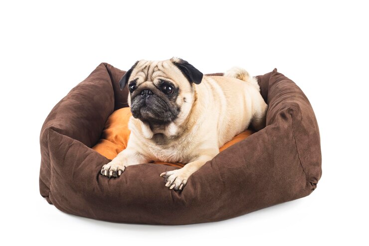 Carlino emotivo in un letto per cani isolato su bianco Comfort per animali domestici