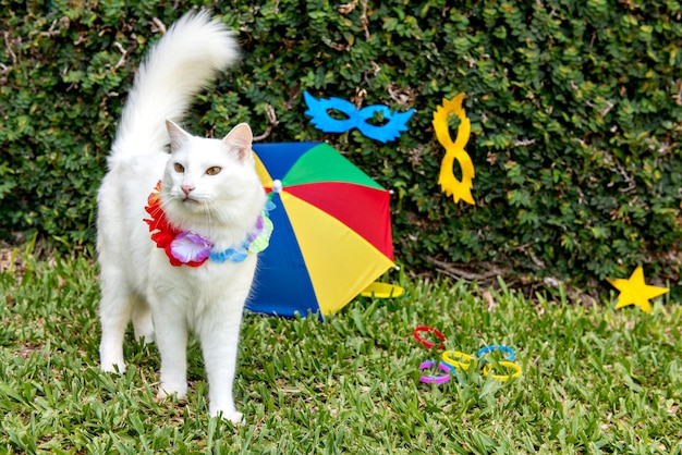 Carnevale animale domestico brasiliano bellissimo gatto bianco in costume di carnevale