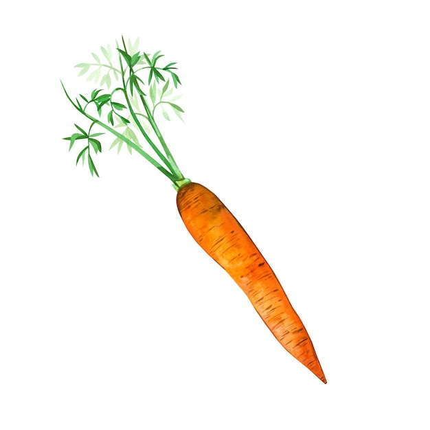 Carota Disegno ad acquerello di una carota arancione brillante su sfondo bianco