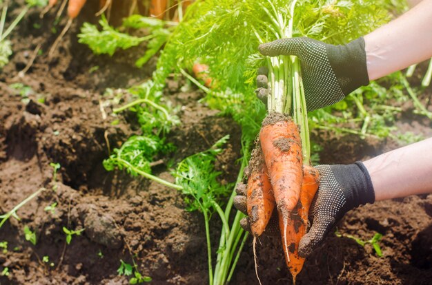 Carota nelle mani di un contadino. Raccolta