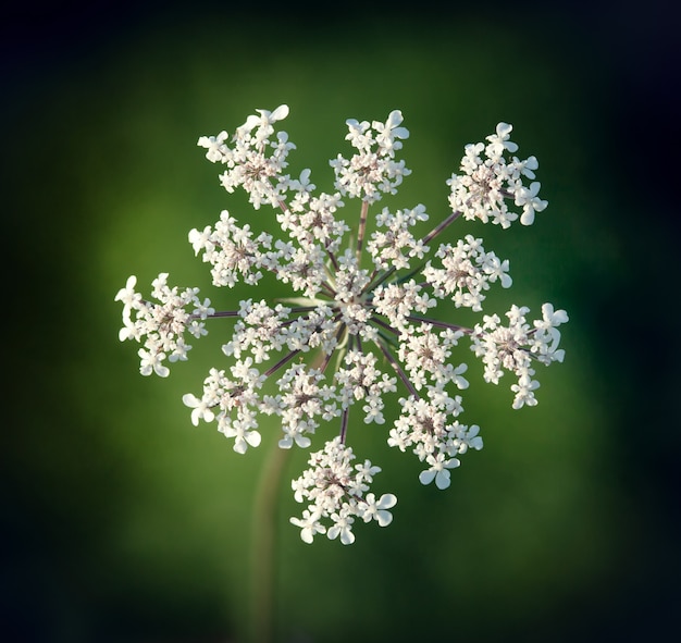 Carota selvatica, Daucus carota.