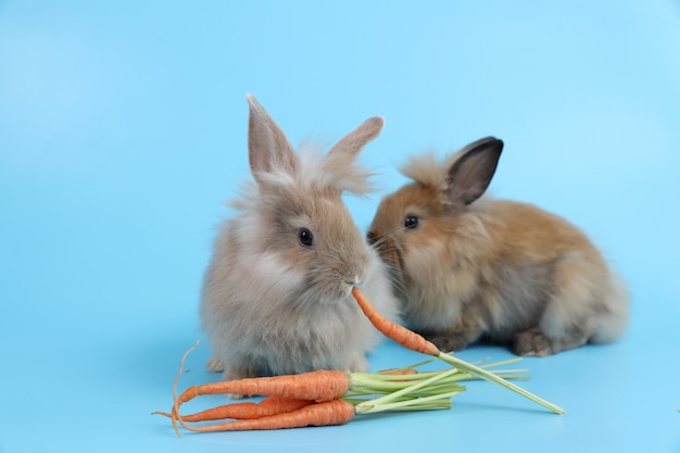 Carote eatting del coniglio di coniglietto di pasqua marrone sveglio giovane dei due due