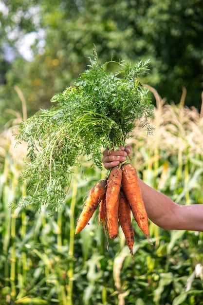 Carote nelle mani degli agricoltori. coltura rispettosa dell'ambiente. messa a fuoco selettiva