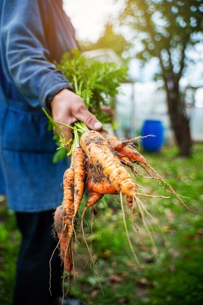 Carote organiche fresche in mani degli agricoltori. Raccolta carote Cibo salutare.