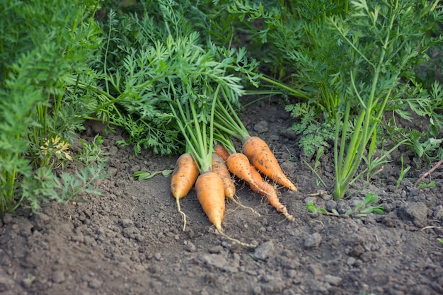 Carote raccolte, carote della raccolta autunnale