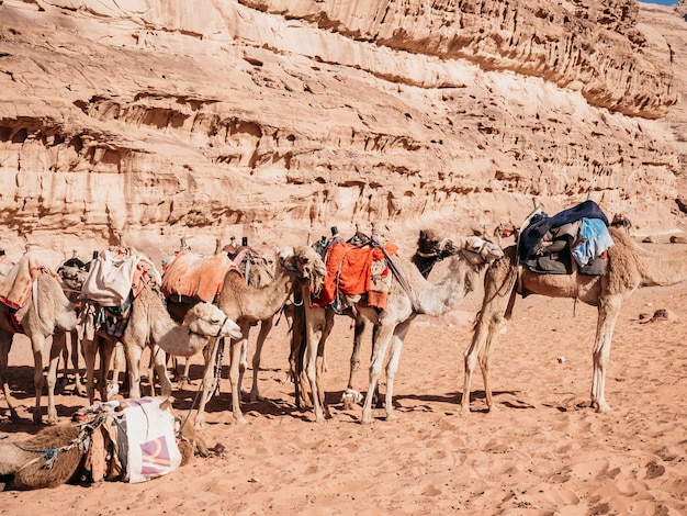 Carovana di cammelli appoggiata sulla sabbia del Wadi Rum