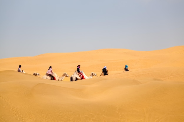 Carovana di cammelli che attraversa il deserto mongoliaCina