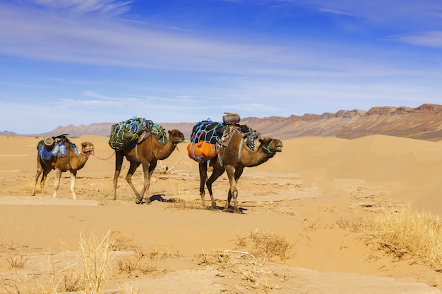 Carovana di cammelli nel deserto del Sahara