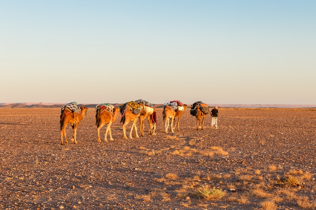 Carovana di cammelli nel deserto