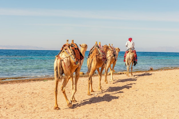 Carovana di cammelli per i turisti Un safari beduino a dorso di cammello a Dahab in Egitto