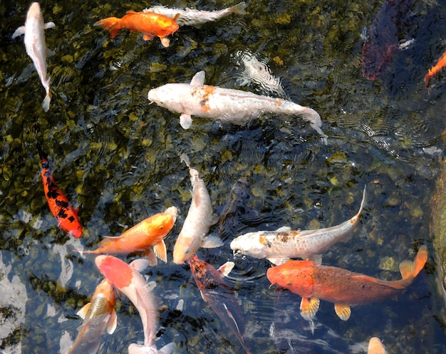 Carpa di broccato colorato che nuota in uno stagno in acque poco profonde