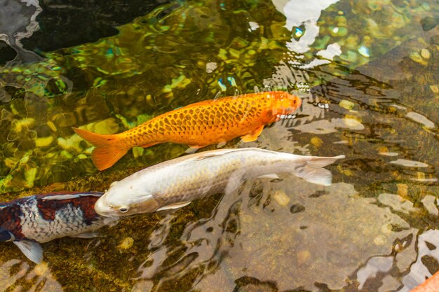 Carpa giapponese nell'acqua scura