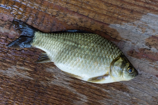 Carpa su legno