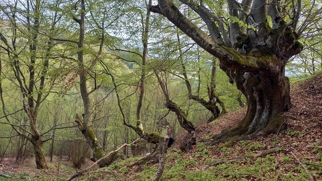 Carpazi alberi verdi