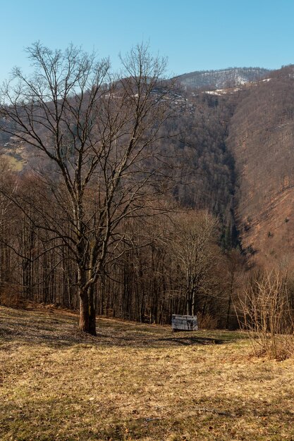 Carpazi all'inizio della primavera