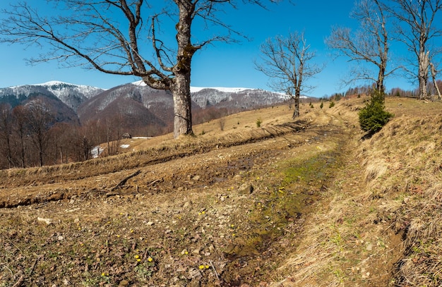 Carpazi all'inizio della primavera