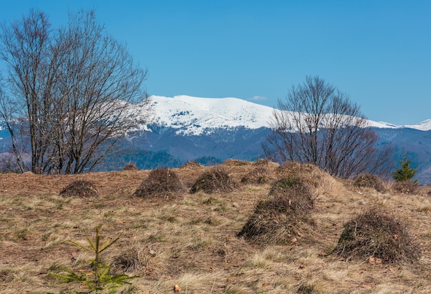 Carpazi all'inizio della primavera