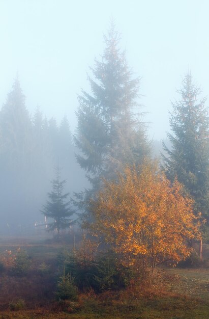 Carpazi d'autunno Ucraina