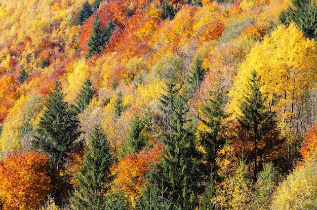 Carpazi d'autunno Ucraina