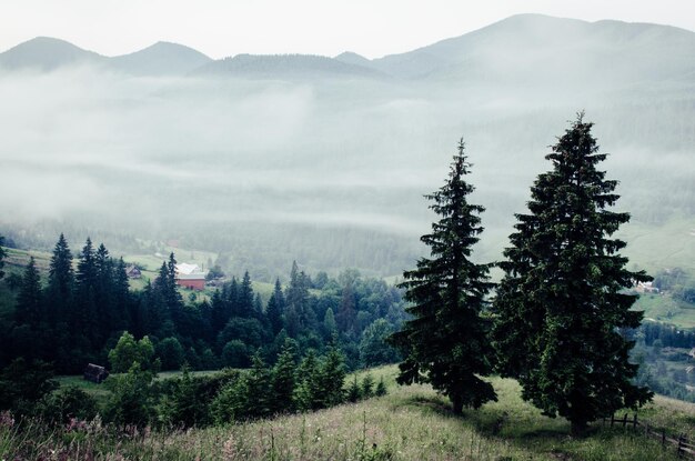 Carpazi paesaggio estivo con abeti vintage hipster sfondo incredibile