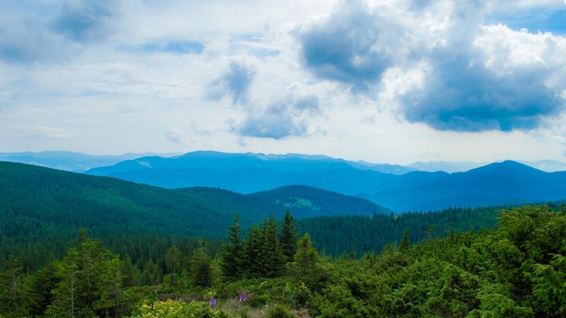 Carpazi Panorama di verdi colline in montagna d'estate Foresta di montagna verde nebbiosa sotto il cielo blu