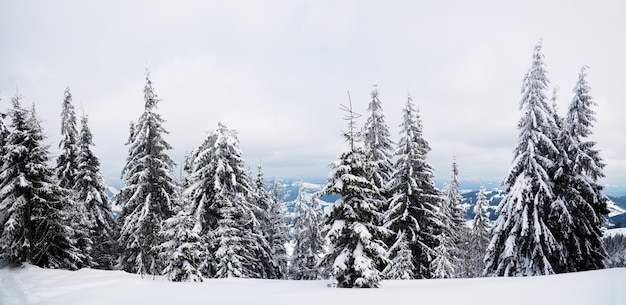 Carpazi Ucraina Alberi ricoperti di brina e neve in inverno montagne Natale sfondo innevato