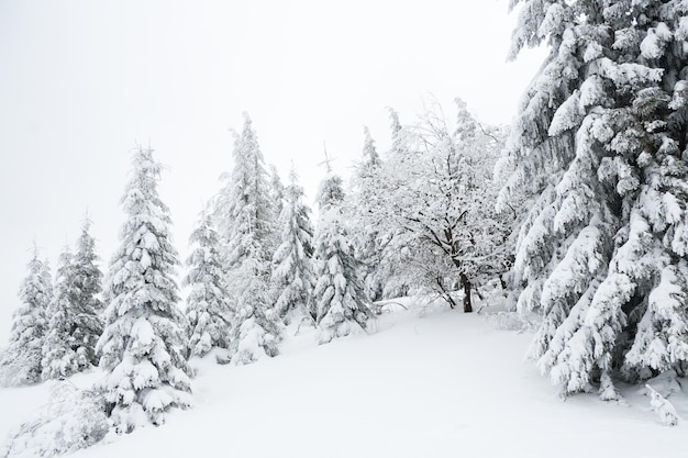 Carpazi Ucraina Bellissimo paesaggio invernale La foresta è ricoperta di neve