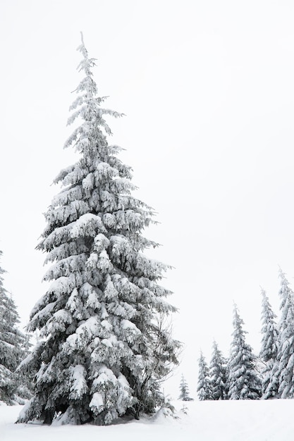 Carpazi Ucraina Bellissimo paesaggio invernale La foresta è ricoperta di neve