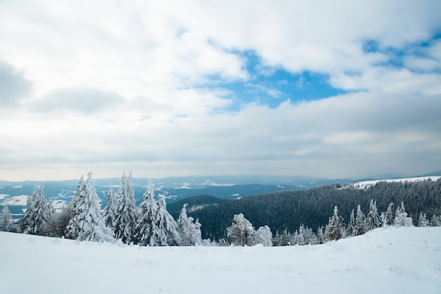 Carpazi Ucraina Bellissimo paesaggio invernale La foresta è ricoperta di neve