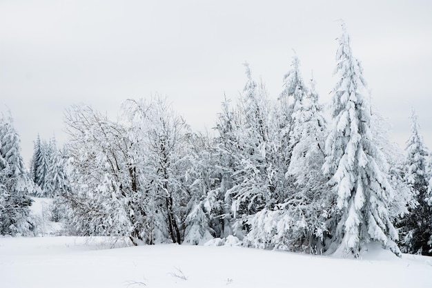 Carpazi Ucraina Bellissimo paesaggio invernale La foresta è ricoperta di neve