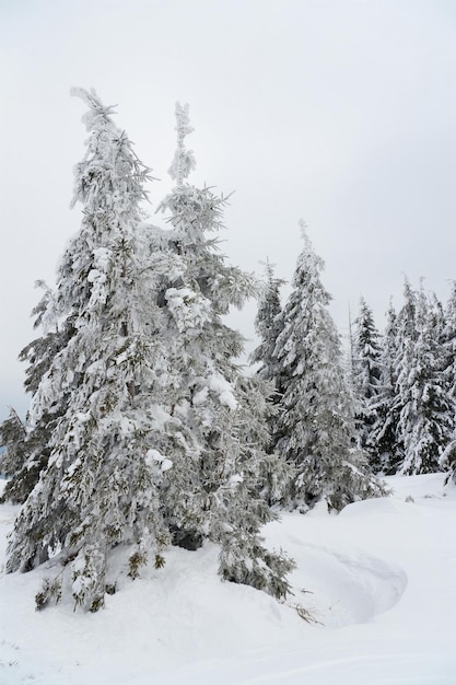 Carpazi Ucraina Bellissimo paesaggio invernale La foresta è ricoperta di neve