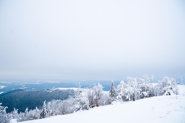 Carpazi Ucraina Bellissimo paesaggio invernale La foresta è ricoperta di neve