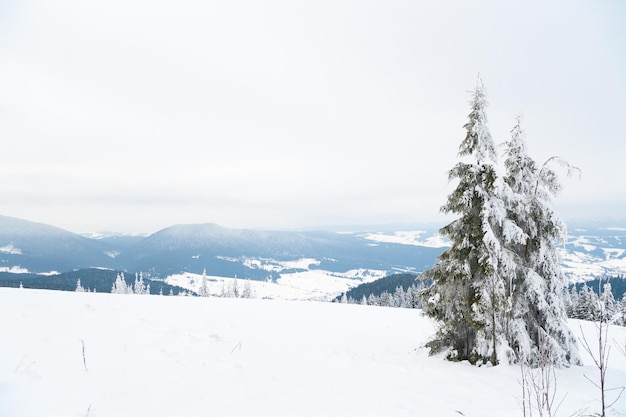 Carpazi Ucraina Bellissimo paesaggio invernale La foresta è ricoperta di neve