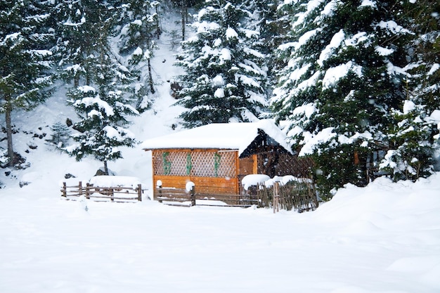 Carpazi Ucraina casa in legno di conifere