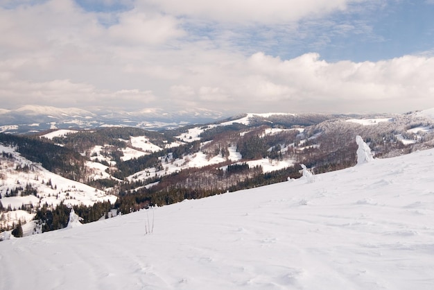 Carpazi Ucraina Meravigliosi abeti innevati sullo sfondo delle cime delle montagne Vista panoramica del pittoresco paesaggio invernale innevato Splendida e tranquilla giornata di sole