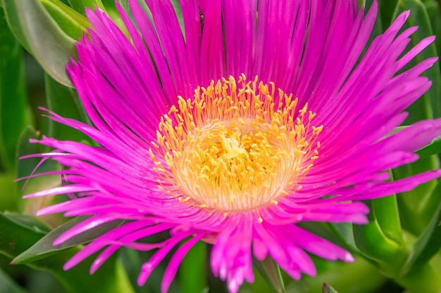 Carpobrotus rossii