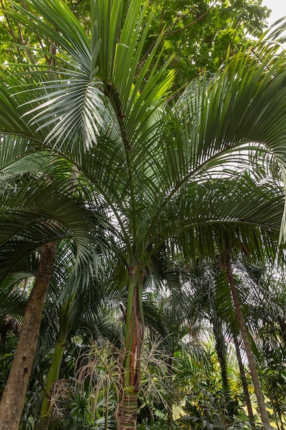 Carpoxykum Palm o Aneityum Palm, Carpoxylon macrospermum, palma