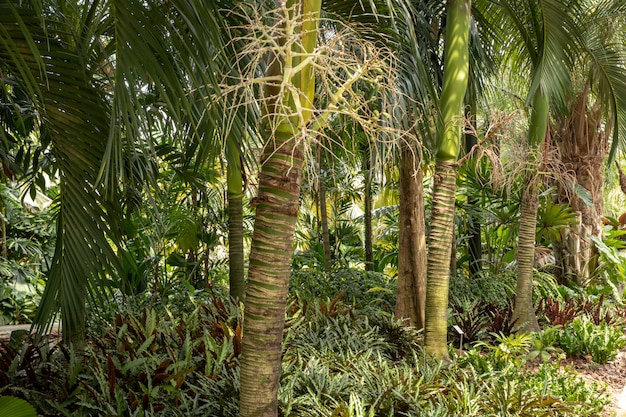 Carpoxykum Palm o Aneityum Palm, Carpoxylon macrospermum, palma