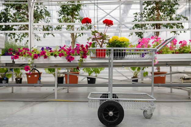 Carrello con fiori in serra