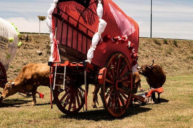 Carreta de Bueyes Romeria