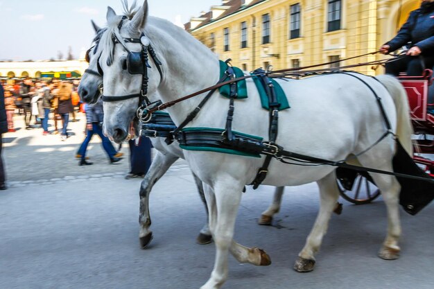 Carrozza a cavallo in strada