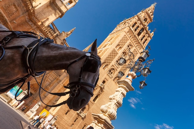 Carrozza vicino a Giralda Siviglia Spagna